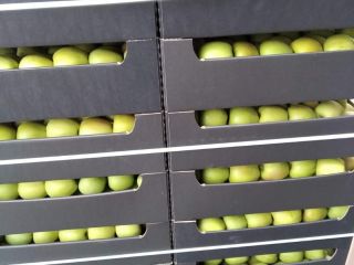 VENDERÉ GRAN CANTIDAD DE MANZANAS VARIEDADES ROJAS JONAPRINCE IDARED