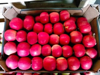 VENDERÉ GRANDES CANTIDADES DE MANZANAS VARIEDADES ROJAS JONAPRINCE IDARED