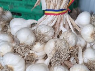 Vendo ajo rumano para consumo y siembra en rabos