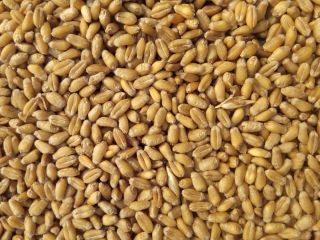 82 toneladas de trigo molido a la venta en