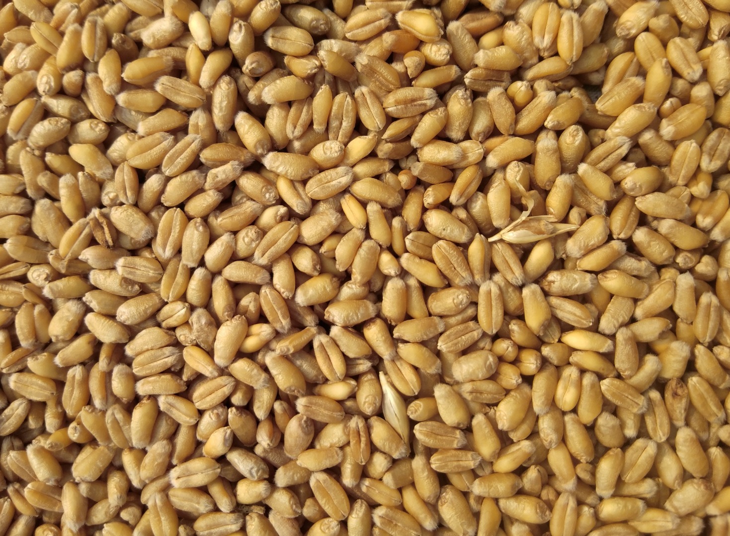 82 toneladas de trigo molido a la venta en Hungría