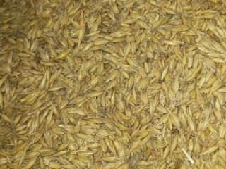 El resto del grano del cultivo casero. Quedan 400