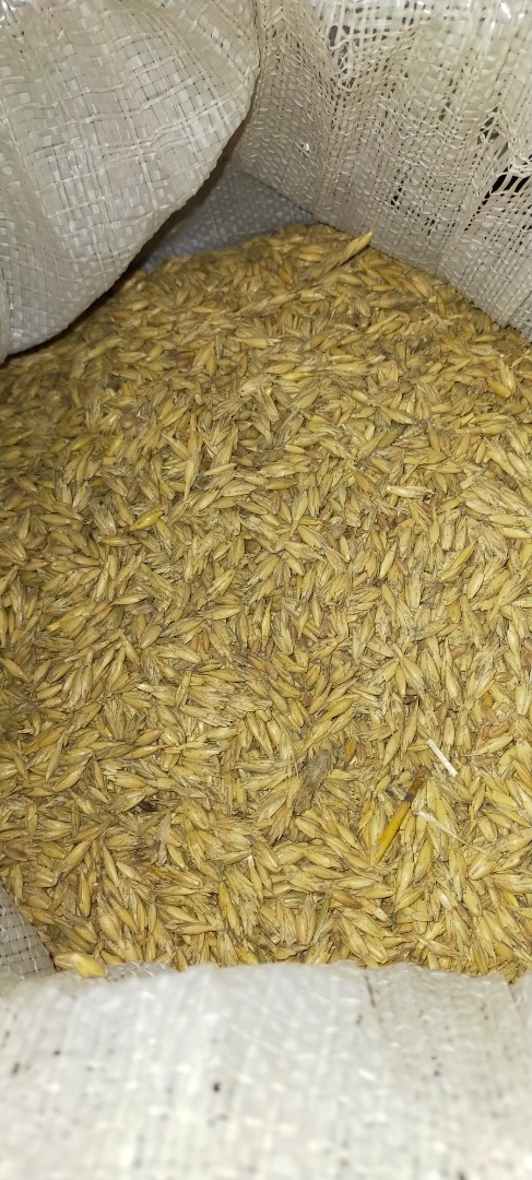 El resto del grano del cultivo casero