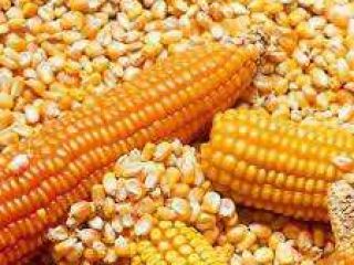 Maíz amarillo Maíz amarillo/Maíz Especificación: Nombre del producto -