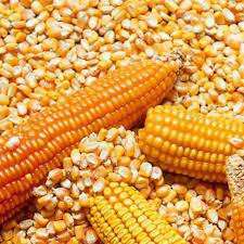 Maíz amarillo Maíz amarillo/Maíz Especificación: Nombre del producto - Cosecha de maíz amarillo - Año actual Humedad -14% Pureza máxima -99% Proteína mínima: