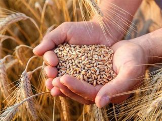 La empresa ucraniana ofrece la venta de productos de