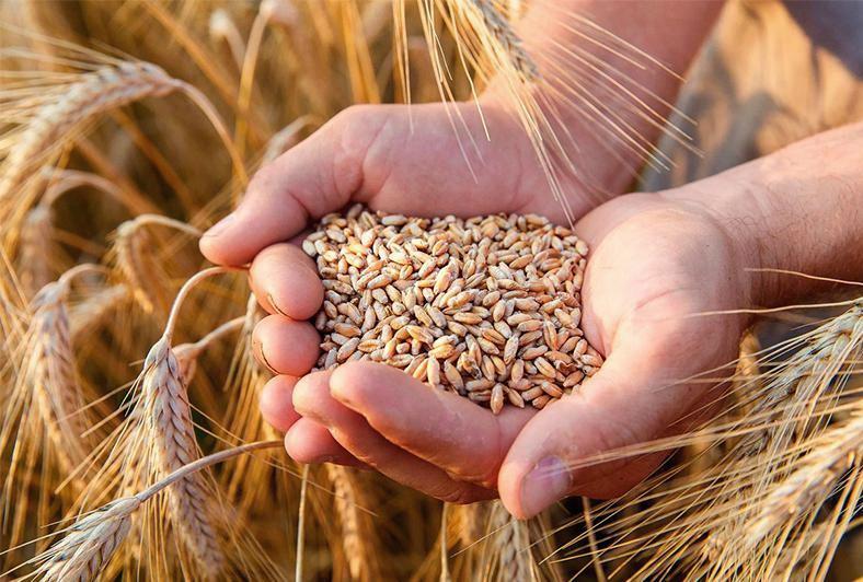La empresa ucraniana ofrece la venta de productos de cereales con entrega al cliente: maíz, trigo, salvado de trigo, harina de soja, DDGS, aceite de soja