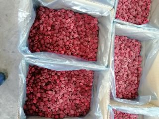 Ofrecemos las variedades de frambuesa Vilamet y Miker en