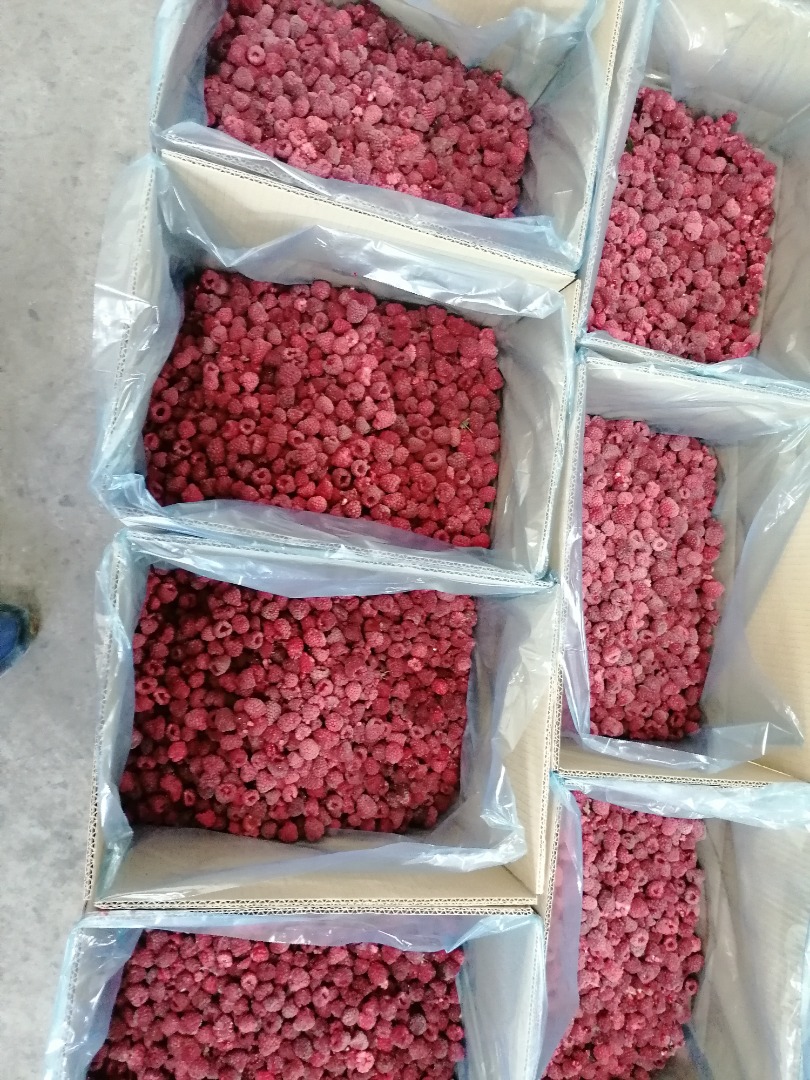 Ofrecemos las variedades de frambuesa Vilamet y Miker en calidad 80/20