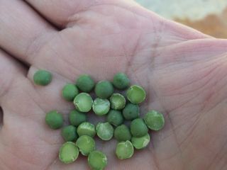 Vendo 400 toneladas de guisantes verdes y amarillos procesados,