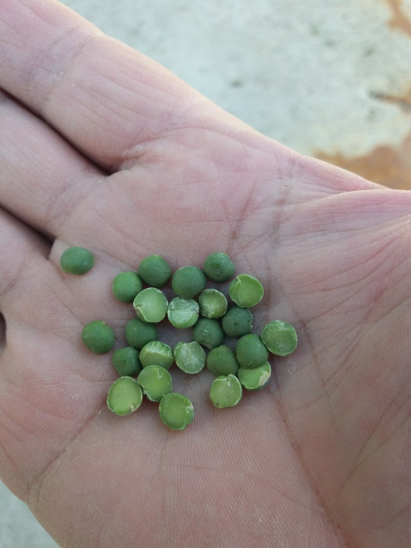 Vendo 400 toneladas de guisantes verdes y amarillos procesados, mitades