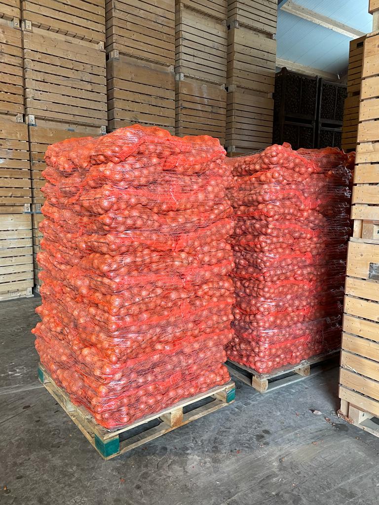 La cebolla está en stock en Alemania