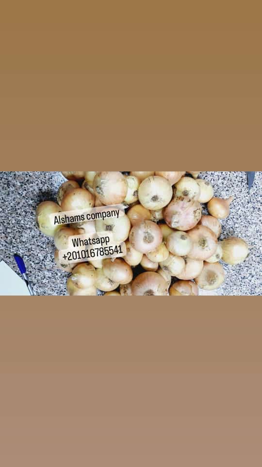 Somos una empresa de alshams para exportar todos los cultivos agrícolas de Egipto a todo el mundo
