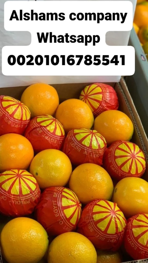 Somos una empresa de alshams para exportar todos los cultivos agrícolas de Egipto a todo el mundo