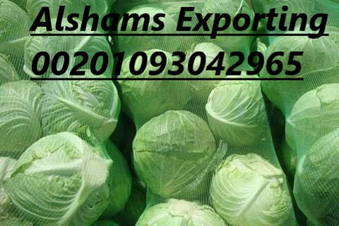 Lechuga iceberg: Lechuga iceberg: - Origen: Egipto - Peso de la caja: 7,5: 8 kg - 9:12 piezas por caja - Método de envío: por mar o aire