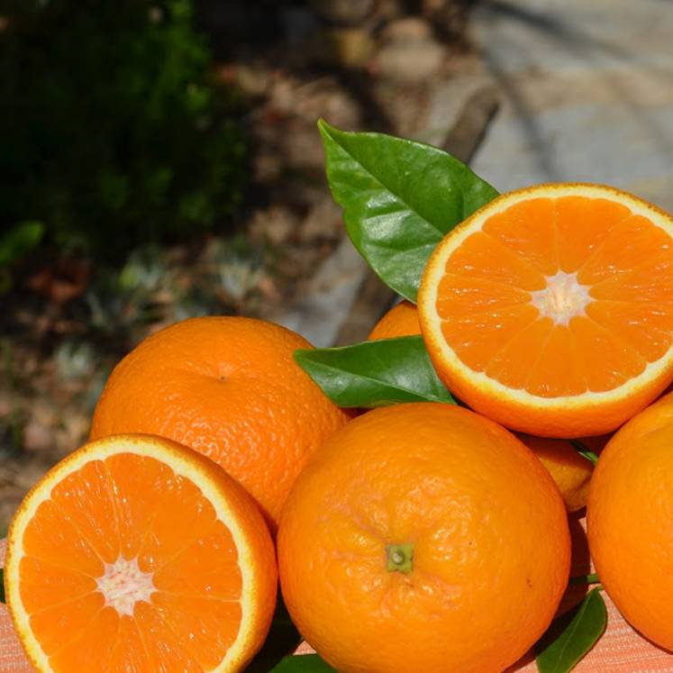 Naranjas Ecológicas de Baleares directamente del agricultor