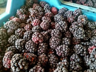 Venderé moras congeladas. País de origen Polonia. Teléfono