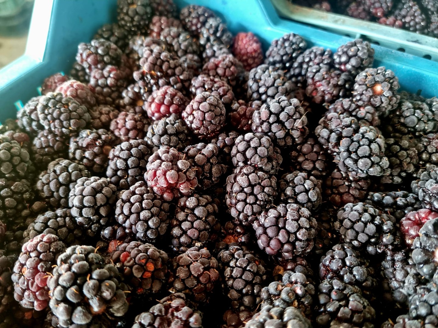 Venderé moras congeladas