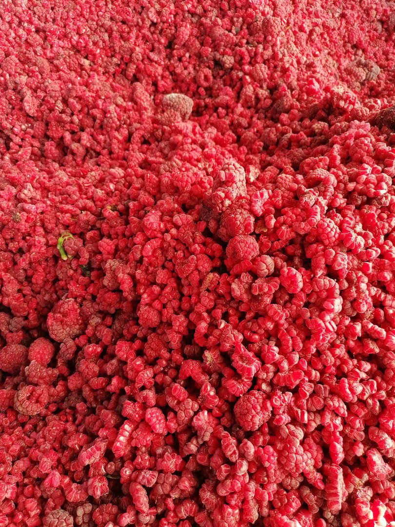 VENDERÉ FRAMBUESAS CONGELADAS