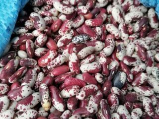 Venderé frijoles (hermoso Hansel - águila - frambuesa -