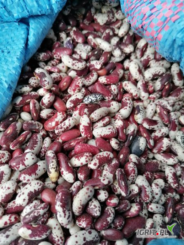 Venderé frijoles (hermoso Hansel - águila - frambuesa - colorido Hansel - Jaś vs