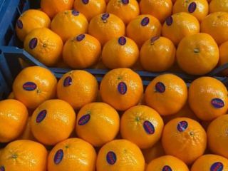 Mandarina (murcotte) fresca de Egipto lista para ser exportada