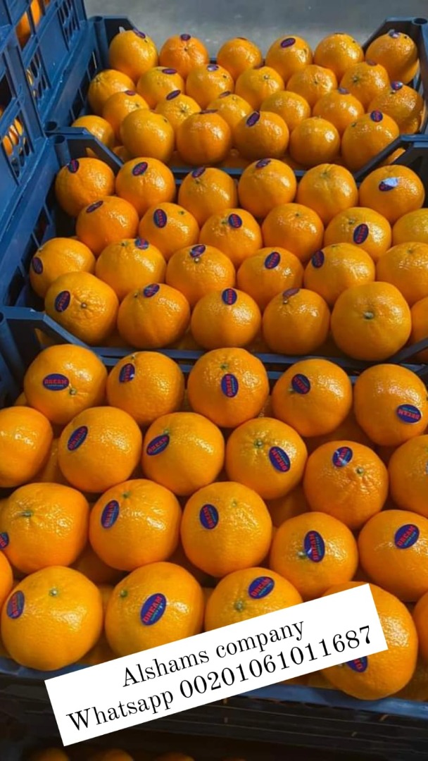 Mandarina (murcotte) fresca de Egipto lista para ser exportada a su destino con alta calidad