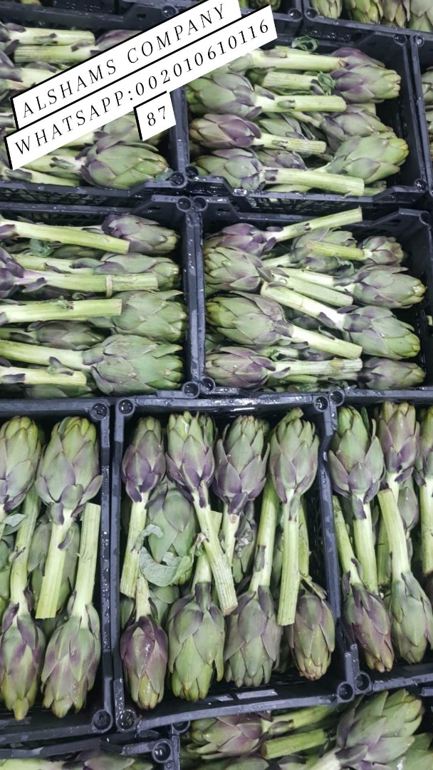 Alcachofa verde fresca de Egipto lista para ser exportada a su destino con alta calidad