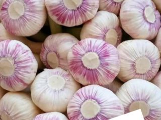 Ajo fresco de Egipto listo para ser exportado a