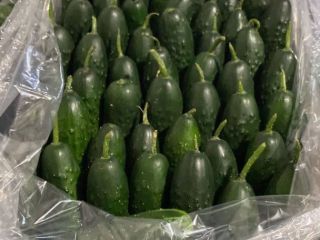 Venderé pepino de Turquía precio mayorista de Antalya 1,15€