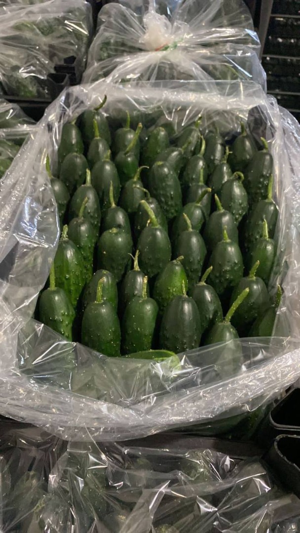Venderé pepino de Turquía precio mayorista de Antalya 1,15€