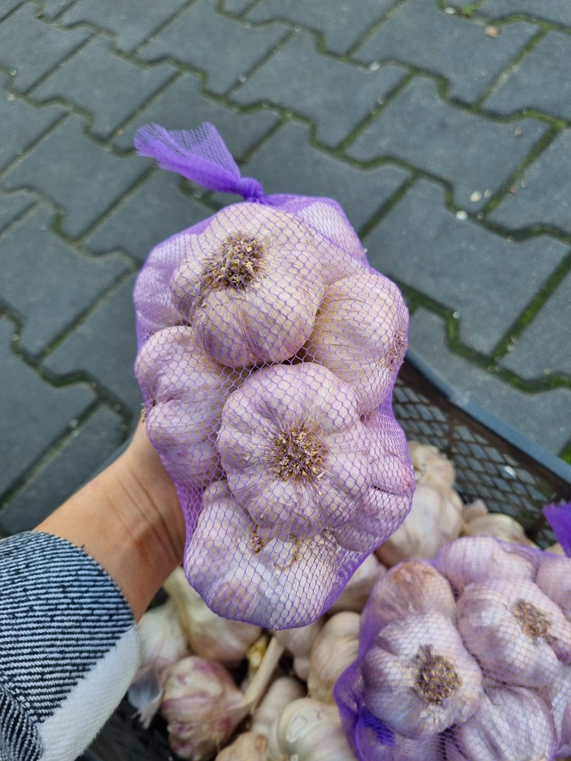 COMPRA MERCADO DEVOLUCIONES AJO AL POR MAYOR VENTA DE AJO PULIDO, ESPAÑOL, EGIPCIO, CHINO POSIBILIDAD DE CUALQUIER CONFECCIÓN (BRAITS, BUNCHES, KILÓWKA SATKA