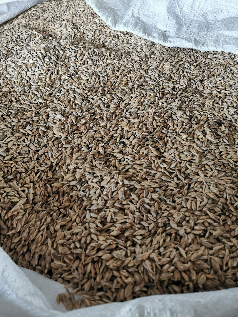 Espelta sin descascarar procedente de una granja ecológica