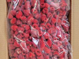 Venderé frambuesas congeladas 95/5%, caja de 10 kg (4
