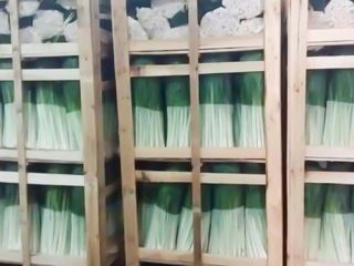 Puerro de primera calidad de Albania listo para exportar.