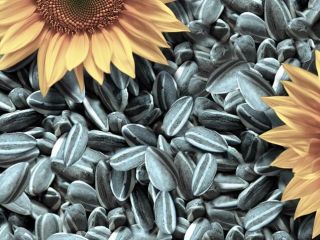 Vender girasol En los términos de DAP, CIF Europa