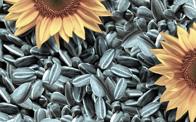 Vender girasol En los términos de DAP, CIF Europa y FOB Ucrania Embalaje en bolsas grandes Mi WhatsApp, Viber, Telegram
