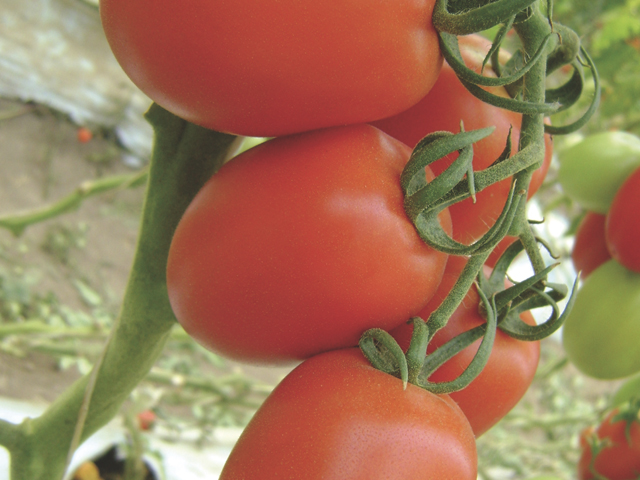 Tomate calibre 45-65 largo, empacado en cajas de cartón de 6-10 kg, cantidades paletizadas (800.00 kg), precio a todo el país, tipo paipai