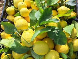 Limones variedad Berna directamente de la huerta del propietario