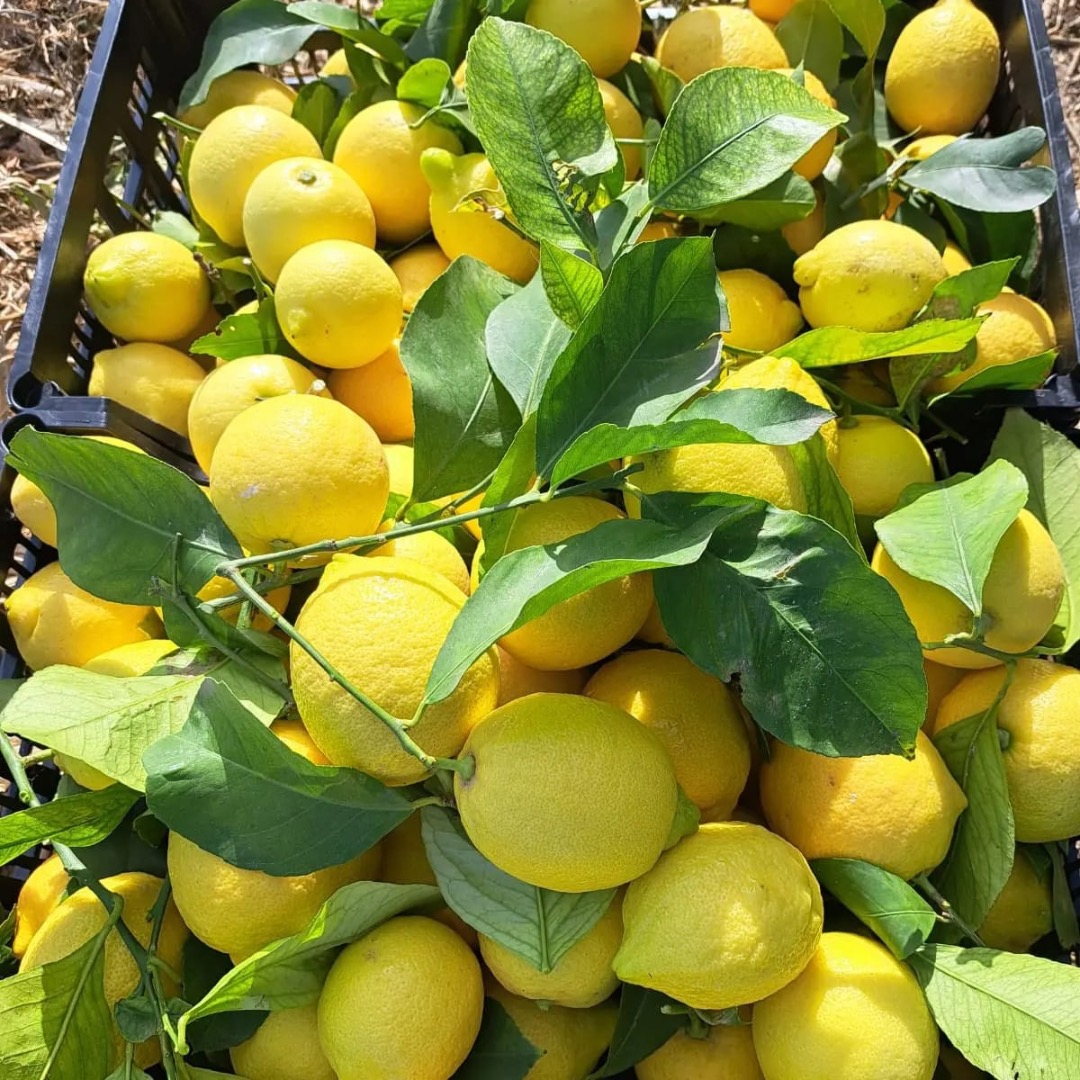 Limones variedad Berna directamente de la huerta del propietario precio 0,8 eur kg recogida Valencia cajas embaladas 13,5 kg eur1 certificado pruebas