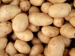 En cuanto a las patatas, cultivamos patatas Gallo en