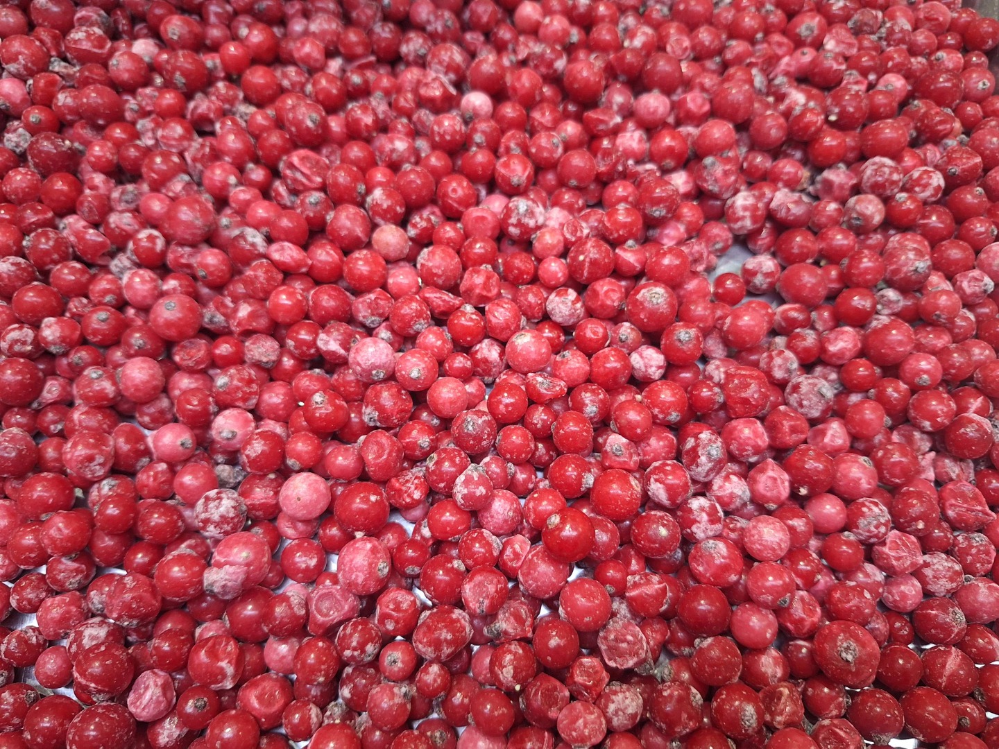 Ofrecemos manzanas de calidad de exportación de las variedades Idared, Jonaprince, Golden, Gala, Red Chif y otras, disponibles en camiones completos
