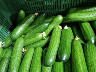 Venderé 14 toneladas de pepino polaco, variedad Pacto f1,