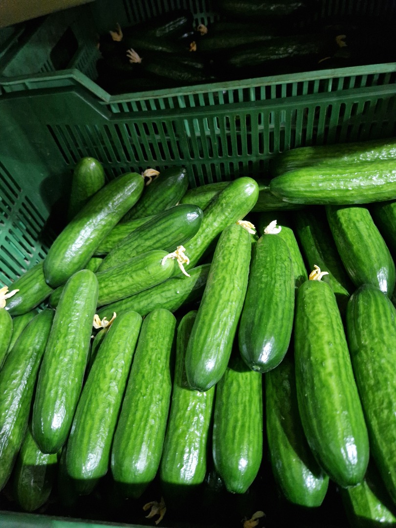 Venderé 14 toneladas de pepino polaco, variedad Pacto f1, del fabricante, empacado en bolsas de 5 kg
