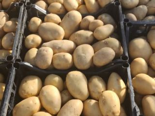 Patatas de Albania listas para exportar. Varias posibilidades de