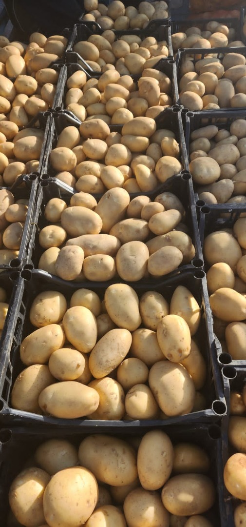 Patatas de Albania listas para exportar