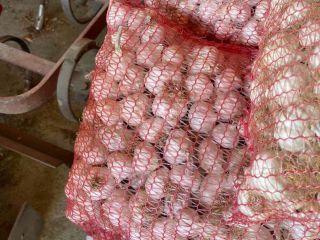 Venta de cebolleta blanca, producción nacional. Las cebollas se