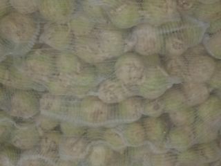 Venderé apio de una plantación polaca, preparado a pedido,