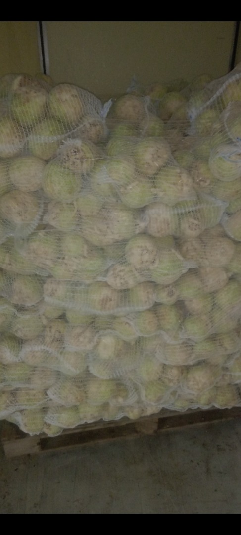 Venderé apio de una plantación polaca, preparado a pedido, lavado regularmente y empacado en bolsas -5kg -10kg U otro a pedido Apio saludable, muy buena
