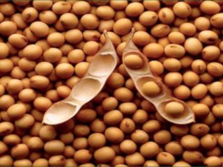 Venderé soja (OGM y no OGM) con entrega a